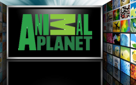 Animal Planet Televízió online adás